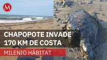 Derrame de hidrocarburos afecta al menos 16 playas de Veracruz y Tabasco | Milenio Hábitat