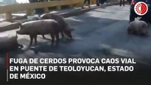 Percance vial desata fuga de cerdos en Teoloyucan, Edomex
