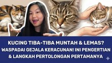 Kucing Tiba-Tiba Muntah dan Lemas? Ini Langkah Pertolongan Pertamanya