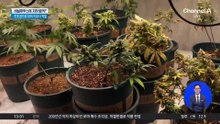 농장 지하 벙커에서 대마 키운 일당 적발
