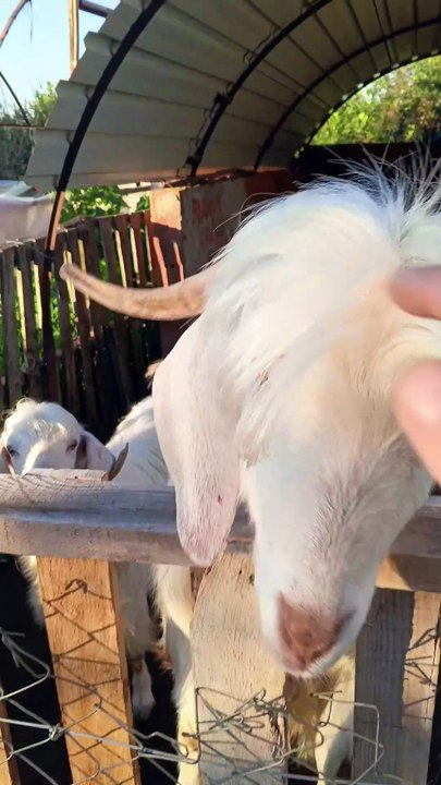 My White Goat Friends