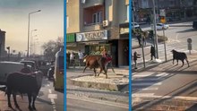Bursa’da çiftlikten kaçan boğa sürücülere zor anlar yaşattı