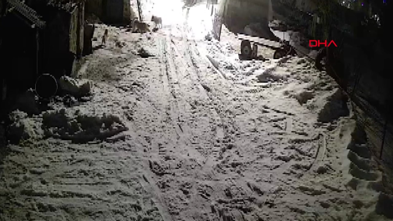 Köye inen kurtlar köpeği alıp götürdü