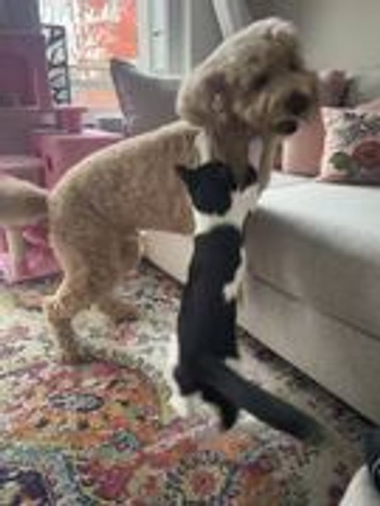 Dog and Cat Playfully Chase Each Other