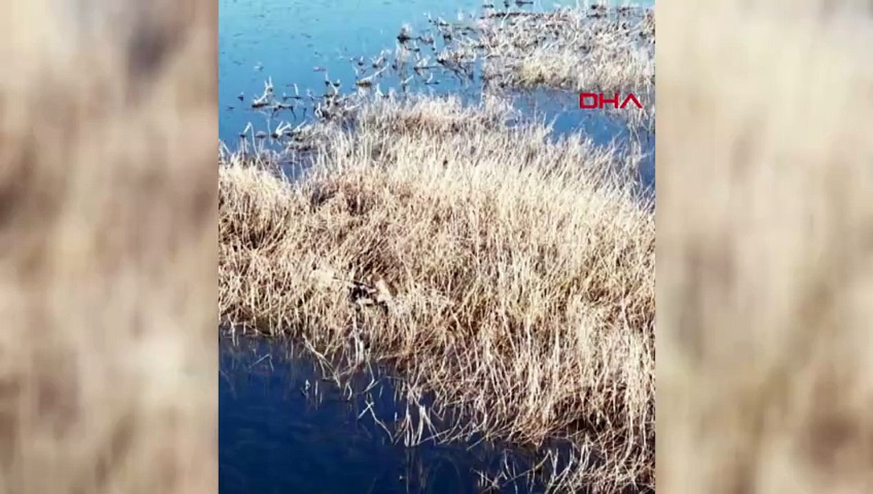 Şanlıurfa’da kaçak av operasyonu! 11 kişiye idari işlem yapıldı