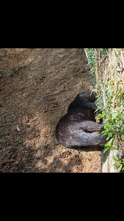 otter otter ai otter adalah otter hewan apa otter albino otter makan apa otter mini otter artinya otter bahasa indonesia otter harga otter melek umur berapa otter peliharaan otter ai adalah otter adalah hewan apa otter albino harga otter ark otter apakah