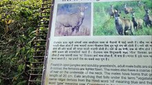 Meet Asia’s Largest Antelope: The Nilgai 🦌