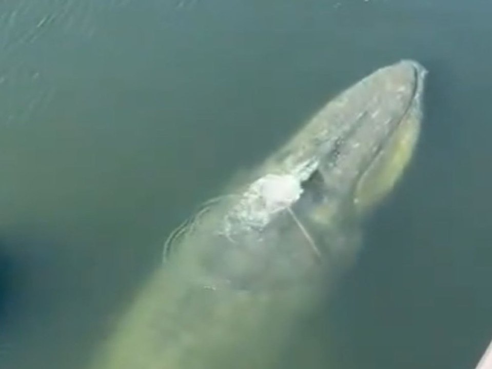 Riesiger Finnwal verirrt sich in Ostsee-Hafen und muss gerettet werden