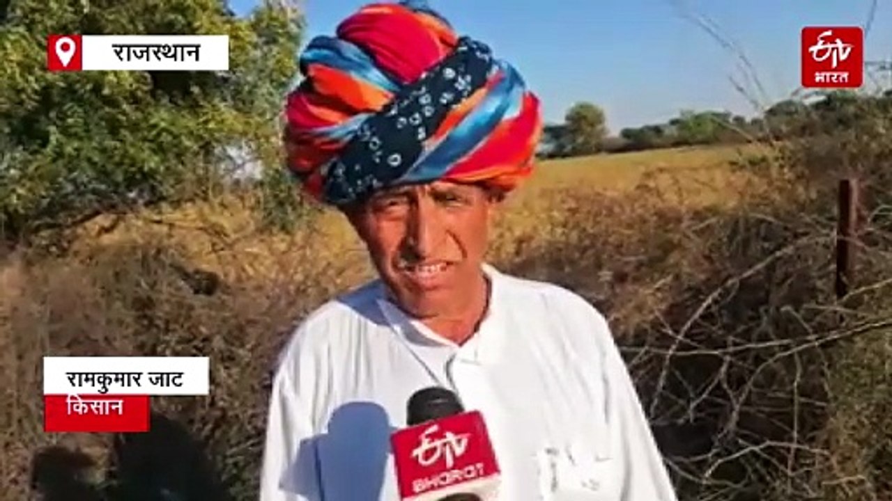 चने की फसल में 'उगटा' रोग का प्रकोप, कृषि विभाग जल्द करवाएगा सर्वे