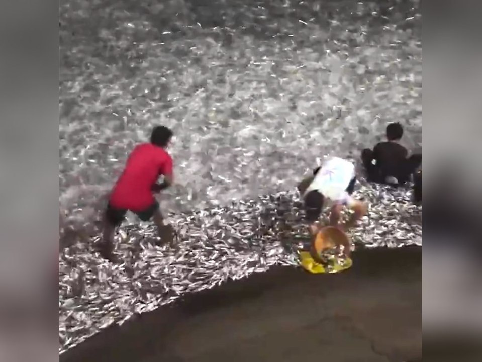 Tausende Sardinen angespült: Anwohner feiern Fischwunder