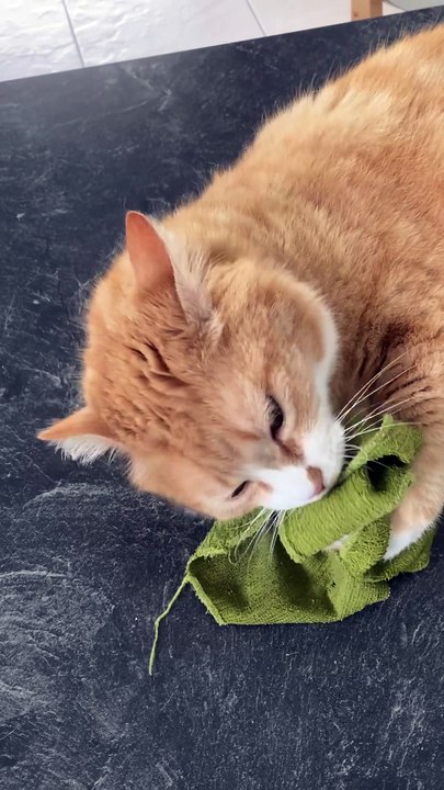 Mya fait sa toilette.