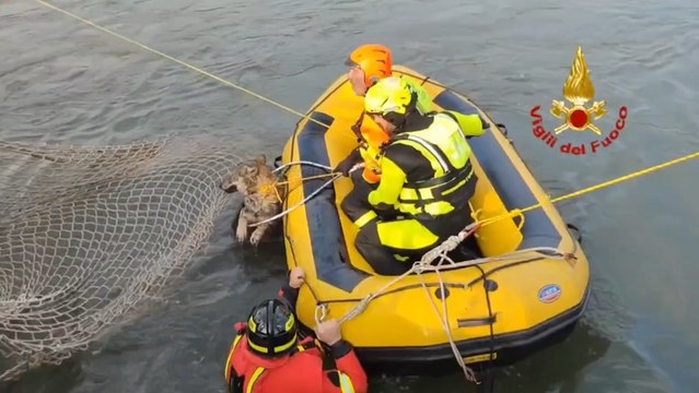 Lupa intrappolata in un canale artificiale: salvata dai vigili del fuoco