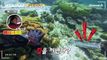 랍스터는 모르겠고 성게 올인!? 넘처나는 성게에 랍스터는 뒷전인 다이빙 초보 에디