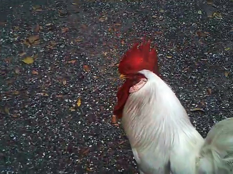 chikens these days