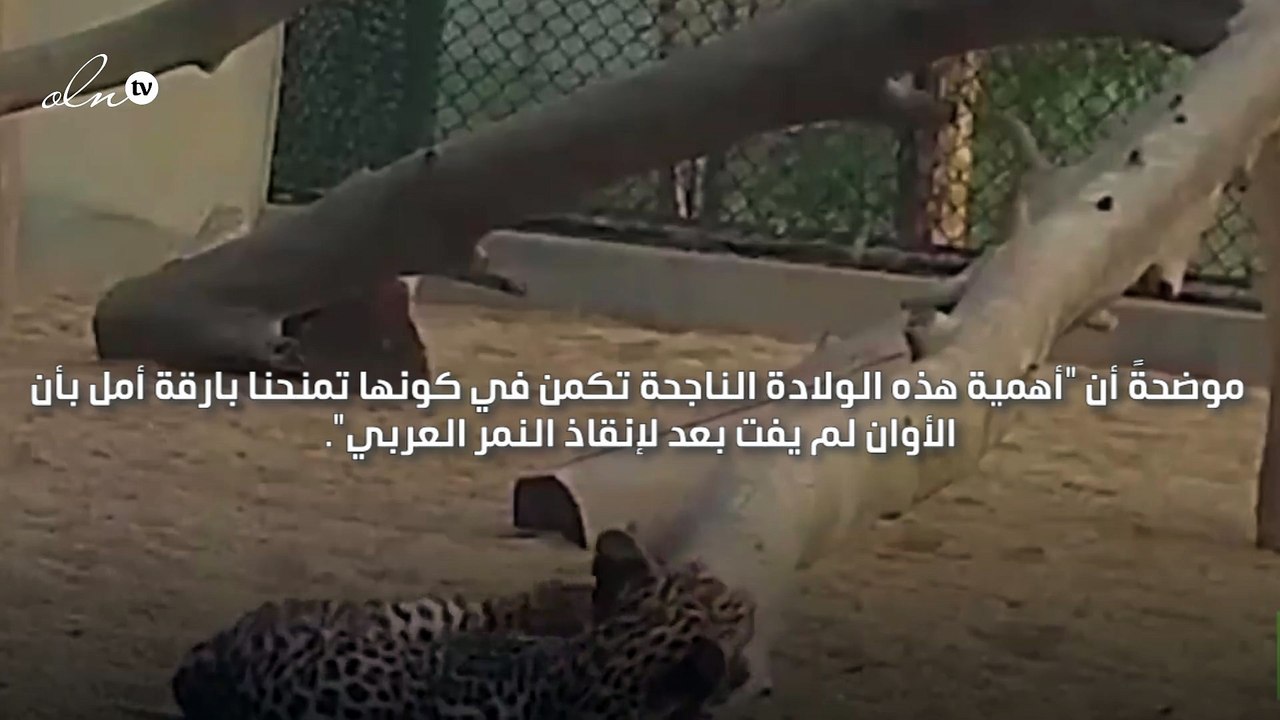 السعودية تعلن ولادة نمر عربي نادر