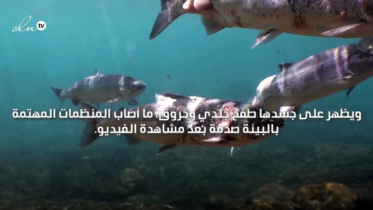 صدمة بعد انتشار فيديو احتراق أسماك السلمون في المحيط الهادئ