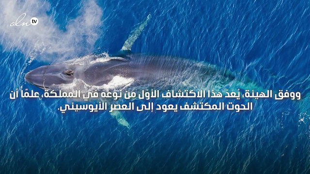 السعودية تعلن اكتشاف بقايا حوت منقرض منذ نحو 37 مليون سنة