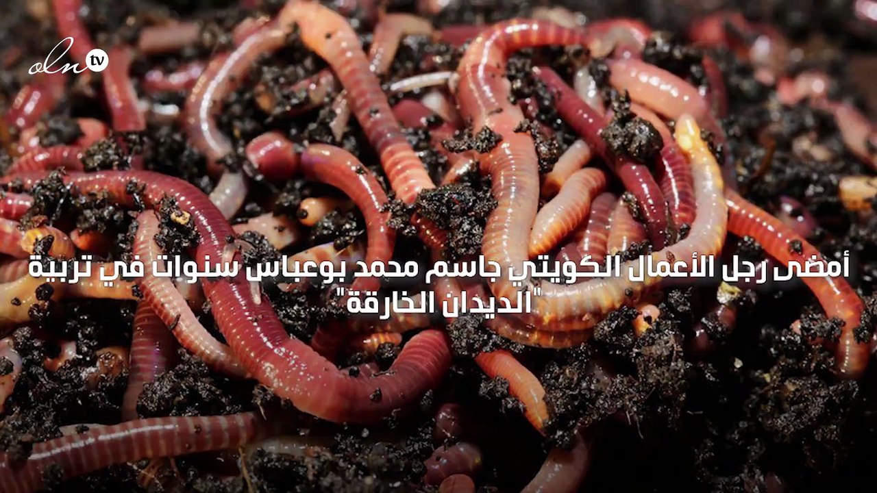 رجل أعمال كويتي يربّي الديدان ويأمل أن تدخل المطبخ الخليجي