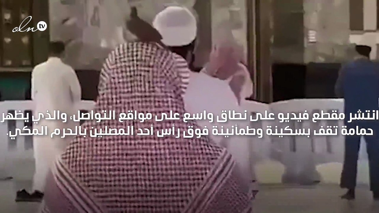 حمامة تقف بسكينة على رأس أحد المصلين بالحرم المكي