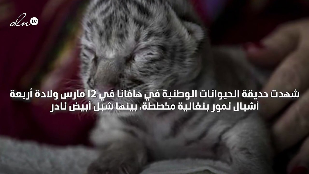 ولادة نمر أبيض نادر في كوبا