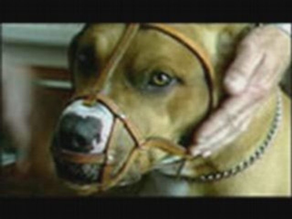 PitBull-by peps