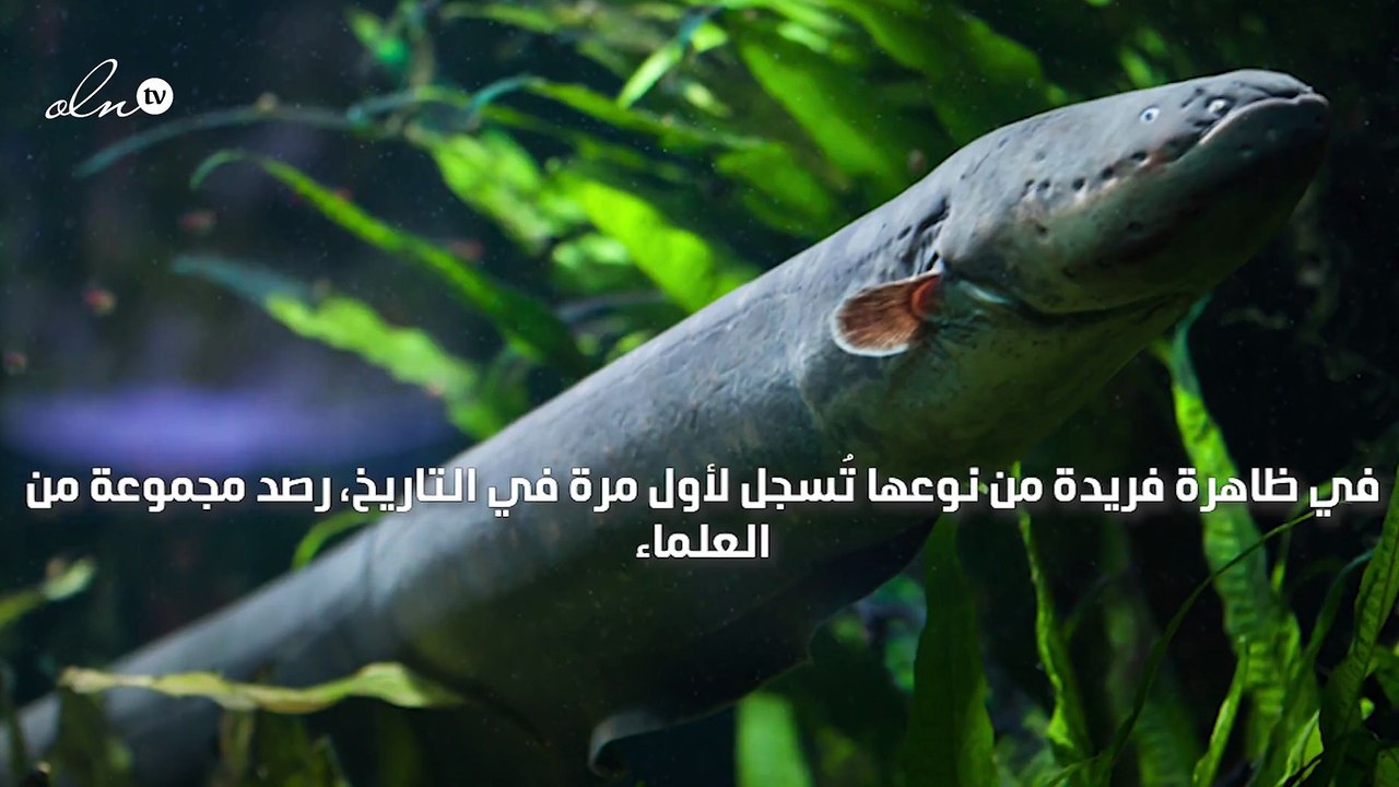 لأول مرة في التاريخ رصد ثعابين تنصب فخًا كهربائيًا بقوة 860 فولت لصيد فرائسها في الأمازون