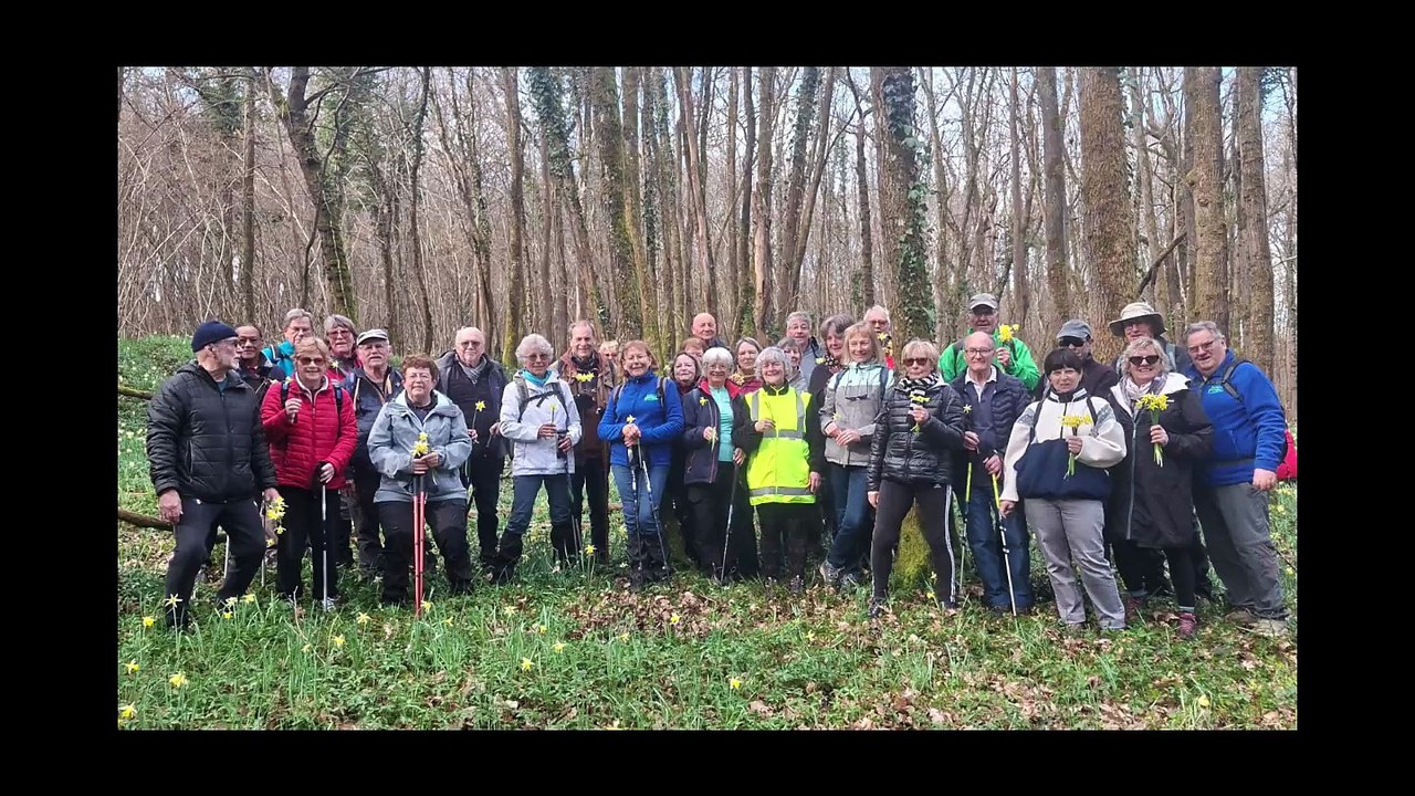 Premières jonquilles