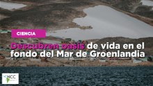 Descubren oasis de vida en el fondo del Mar de Groenlandia