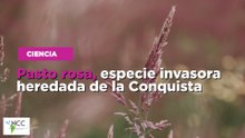 Pasto rosa, especie invasora heredada de la Conquista