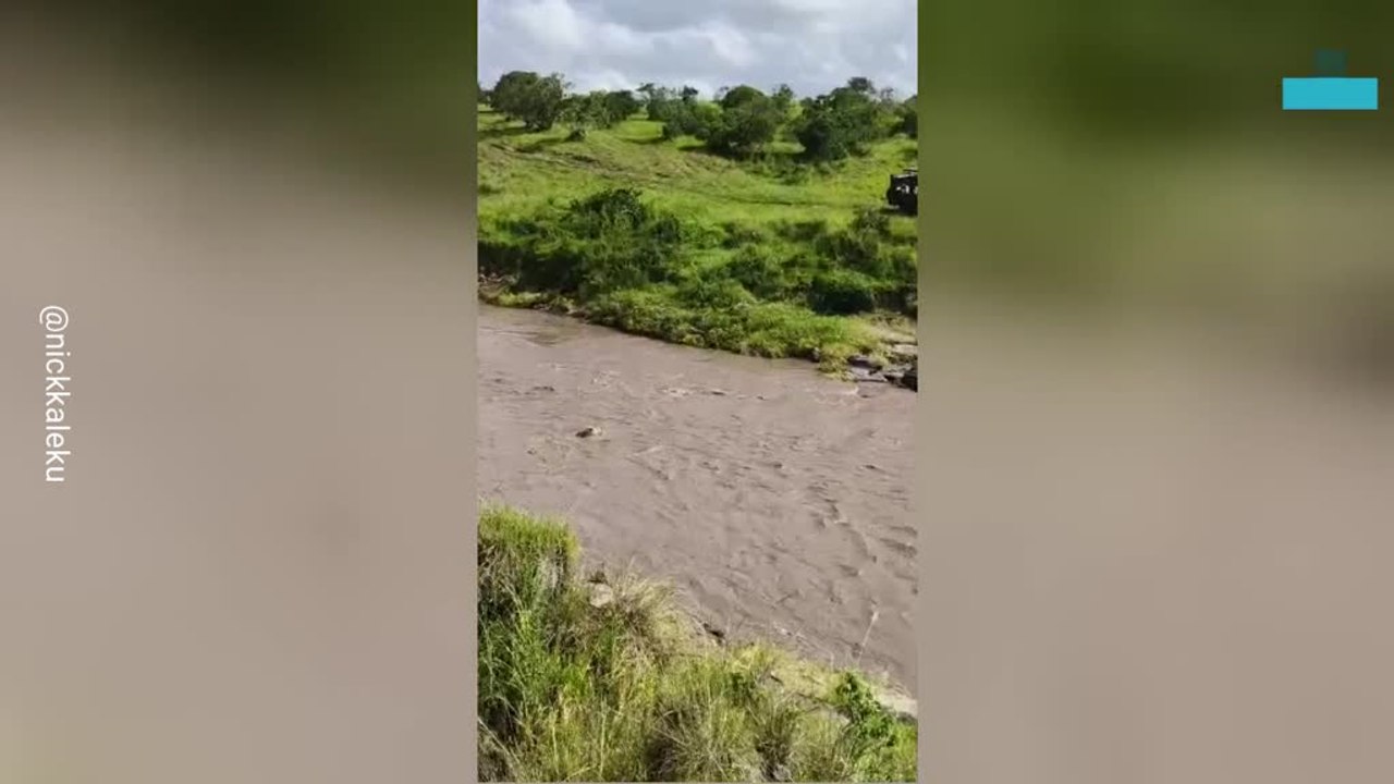 Lion Escapes Crocodile Jaws in Dramatic River Encounter