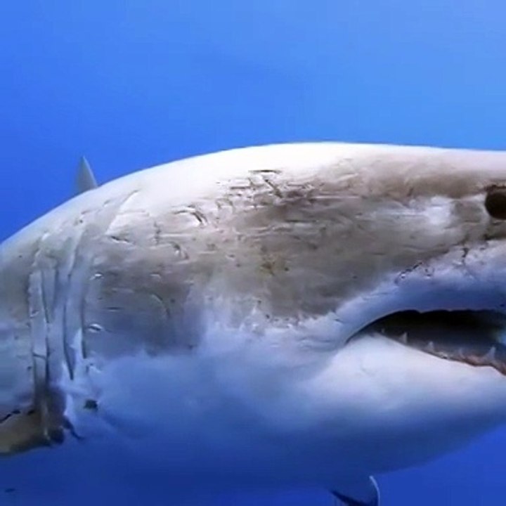 فيديو لفتاة تسبح بجوار قرش يثير ضجة على مواقع التواصل