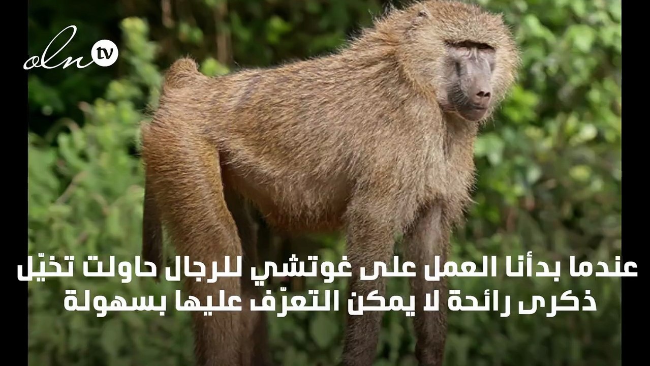 رعب في غابة "رغدان" بعد محاولة قرد خطف طفل