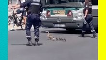 Policías escoltan a adorable familia de patitos cruzando la calle