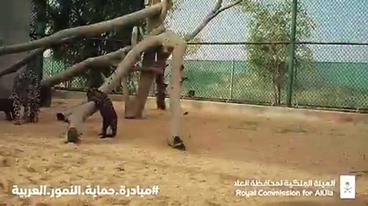 بالفيديو.. ولادة صغيرين من النمور العربية المهددة بالانقراض بالسعودية