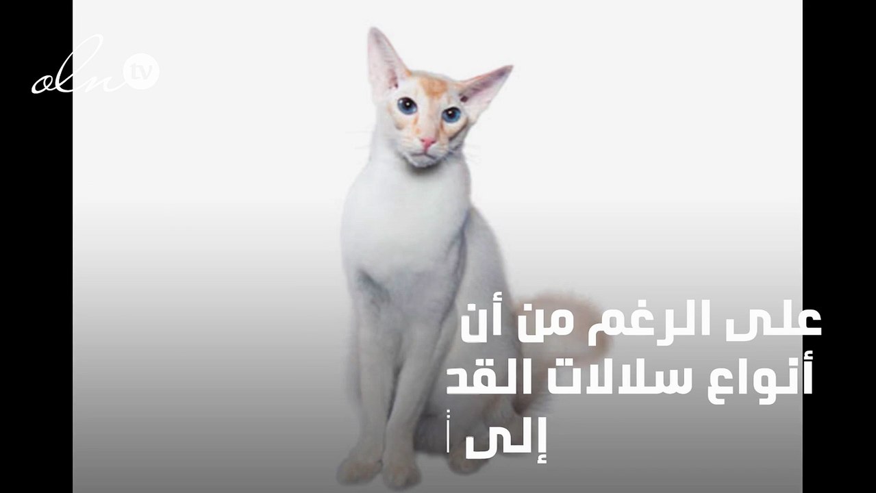 انواع القطط