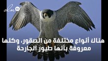 انواع الصقور