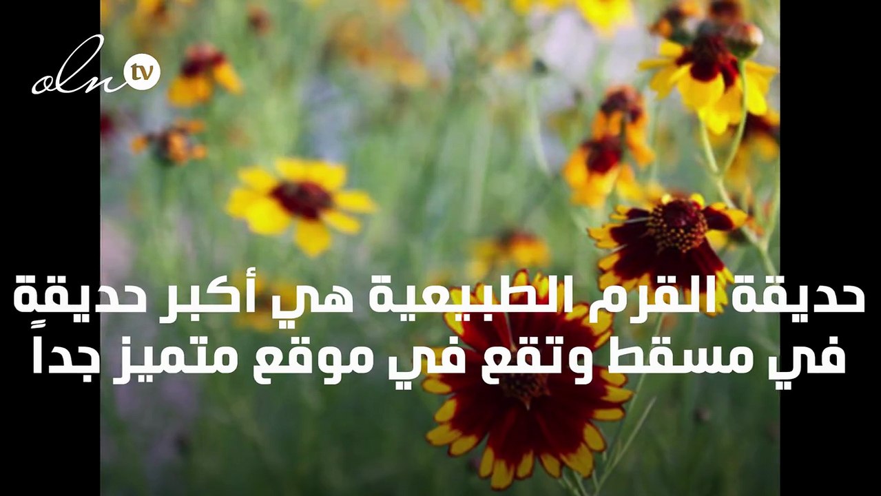 جوهر الطبيعة العُمانية، حديقة القرم الطبيعية، أكبر حديقة عمانية