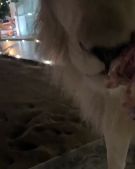 لاصحاب القلوب القوية فقط...فيديو يكشف كيف يتعامل ولي عهد  دبي مع الأسد الذي يربيه