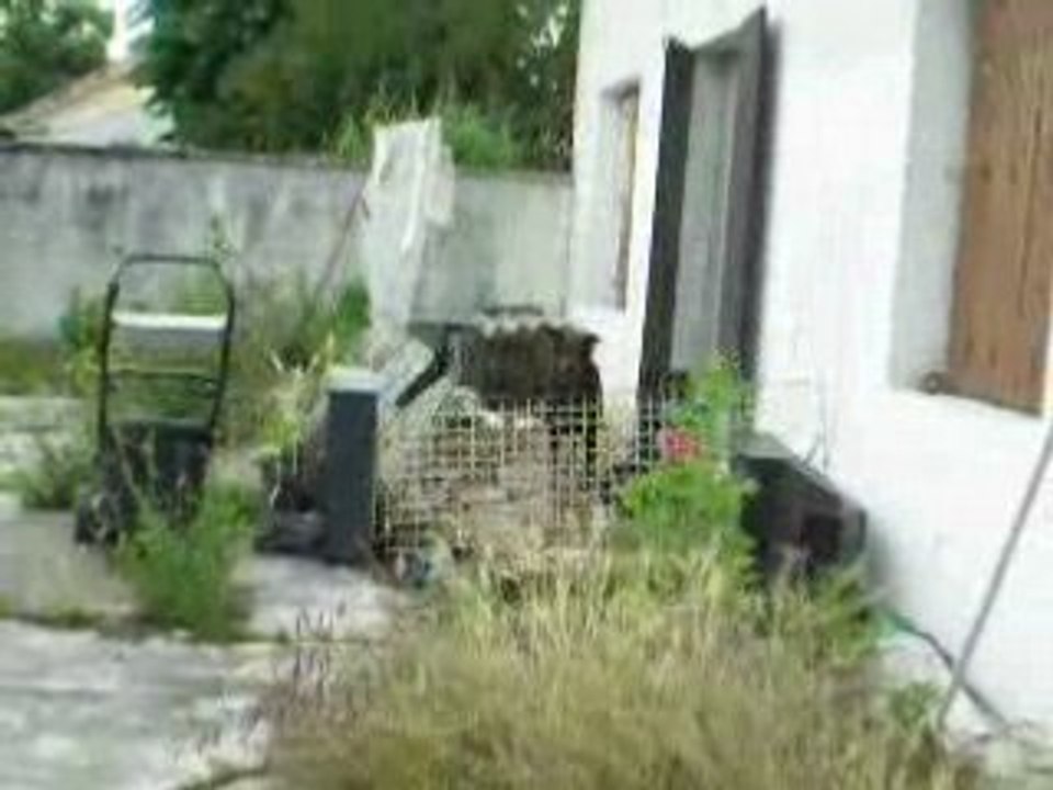 sos chien maltraité