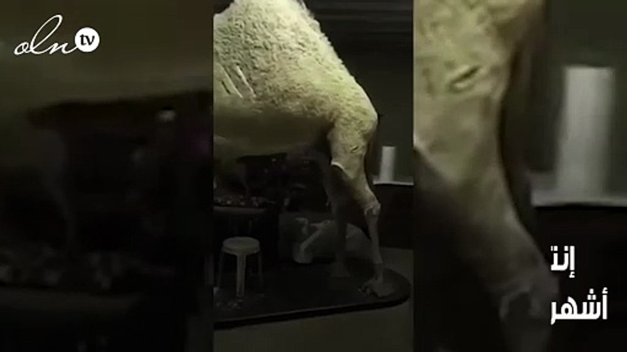 تحنيط أجمل وأغلى ناقة في السعودية والخليج