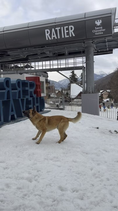 A dog having the best time of his life playing in the snow on the ski slopes 🐶❄️🏔️