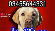 Army dog center lahore 03017735103