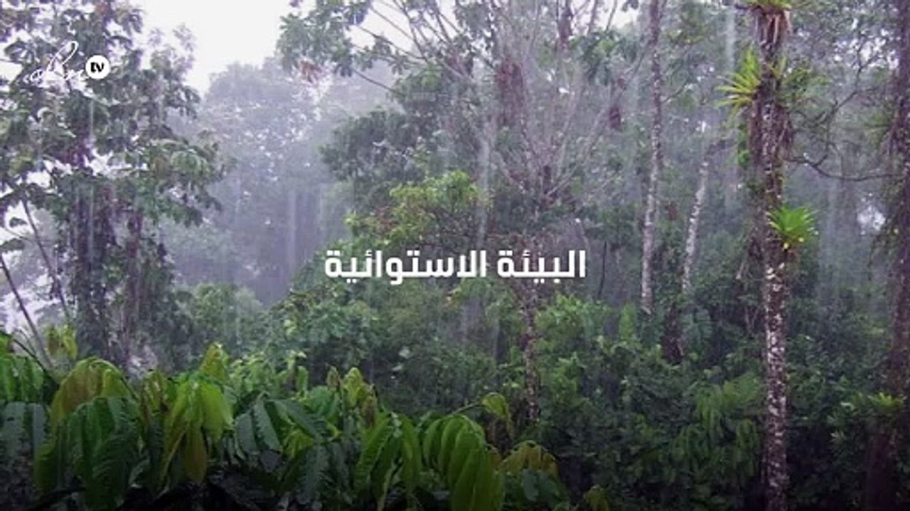 البيئة الاستوائية