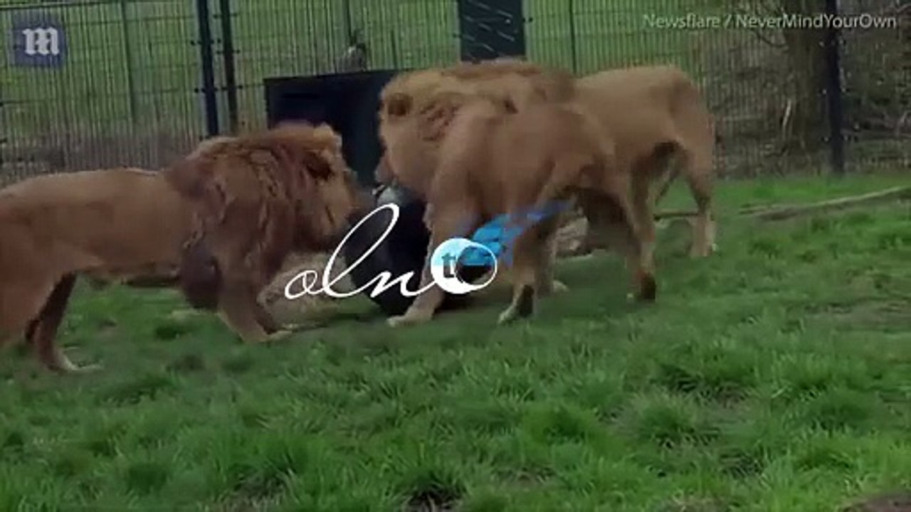 أسد يتعرض لموقف طريف.. وزملائه يلاحقونه لمحاولة انقاذه!