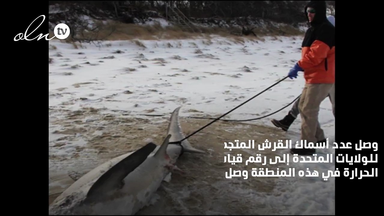 أسماك قرش متجمدة على طول الساحل الشرقي للولايات المتحدة