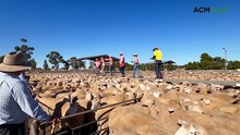 New national lamb record set at Griffith