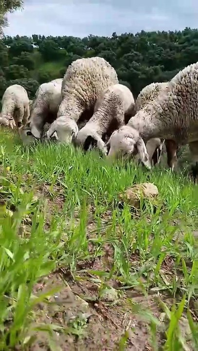 Nature’s cutest comedy show! 🐑😂