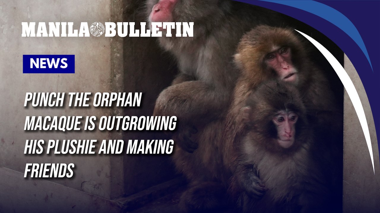 Punch the orphan macaque is outgrowing his plushie and making friends