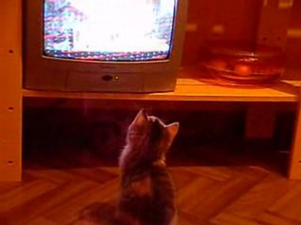 chaton fou de tv!