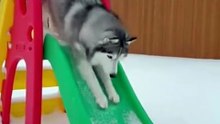 Dog Love Snow video